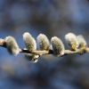 Weidenkätzchen