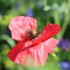 Mohn