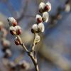 Weidenkätzchen