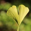 Ginkgo