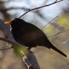 Amsel