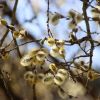 Weidenkätzchen
