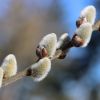 Weidenkätzchen