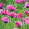 Mohnblumen