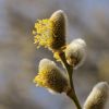 Weidenkätzchen