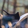 Amsel