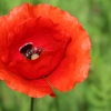 Mohn