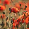 Mohn