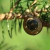 Schnecke