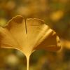 Ginkgo