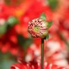 Dahlienknospe