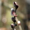 Knospen