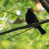 Amsel