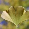 Ginkgo