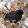 Amsel