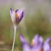Krokus