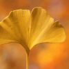 Ginkgo