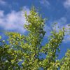 Ginkgo