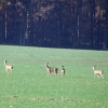 Rehe