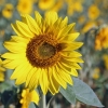 Sonnenblume