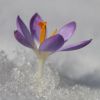 Krokus