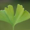 Ginkgo