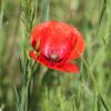 Mohn