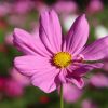Cosmea