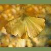 Ginkgo