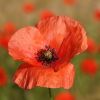 Mohn