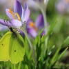 Schmetterling und Krokus