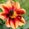 Dahlie mit Hummel
