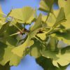 Ginkgo