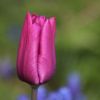 Tulpe