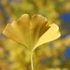 Ginkgo