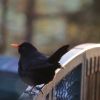 Amsel