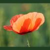 Mohn