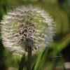 Pusteblume