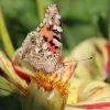 Schmetterling