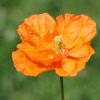 Mohn