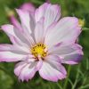 Cosmea