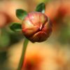 Dahlienknospe