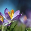 Krokus