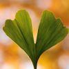 Ginkgo