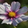 Cosmea