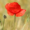 Mohn