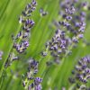 Lavendel