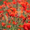 Mohn
