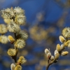 Weidenkätzchen