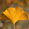 Ginkgo